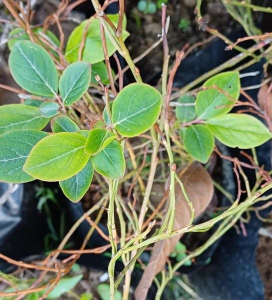 Vaccinium Uliginosum-Bataklık Yaban Mersini Fidanı