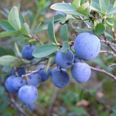Vaccinium Uliginosum-Bataklık Yaban Mersini Fidanı