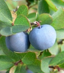 Vaccinium Uliginosum-Bataklık Yaban Mersini Fidanı