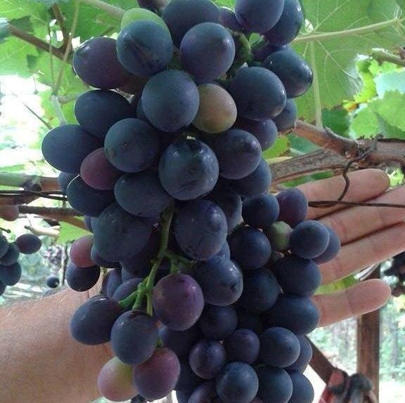 Moldovya Üzümü-5 Yaş-Boy 180-200 cm