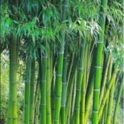Moso Bambu (Phyllostachys Pubescens) Rizom Halinde