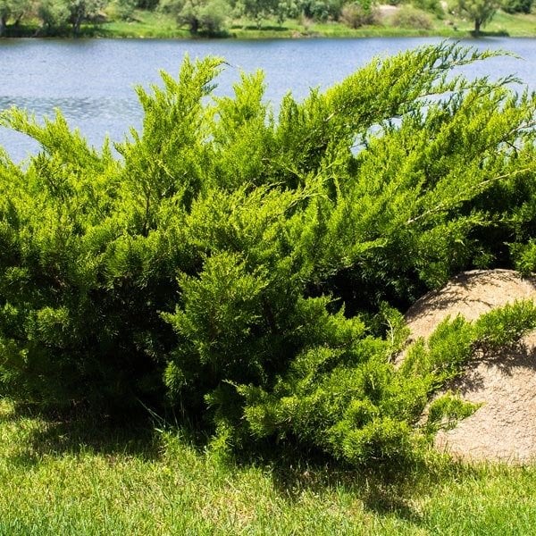 Juniperus Sabina-Yayılıcı Ardıç Fidanı