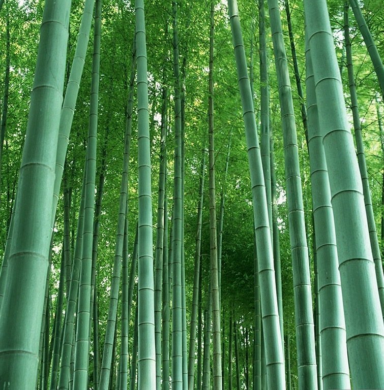 Moso Bambu (Phyllostachys Pubescens) Rizom Halinde
