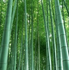 Moso Bambu (Phyllostachys Pubescens) Rizom Halinde