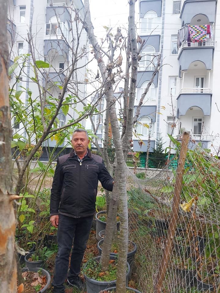Ihlamur Fidanı 15 Yaş Boy 250 cm-Gövde Çapı Çevresi 16-20 cm-Büyük Yapraklı-Kokulu-Çiçek Ihlamuru