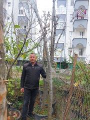 Ihlamur Fidanı 15 Yaş Boy 250 cm-Gövde Çapı Çevresi 16-20 cm-Büyük Yapraklı-Kokulu-Çiçek Ihlamuru