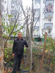 Ihlamur Fidanı 15 Yaş Boy 250 cm-Gövde Çapı Çevresi 16-20 cm-Büyük Yapraklı-Kokulu-Çiçek Ihlamuru