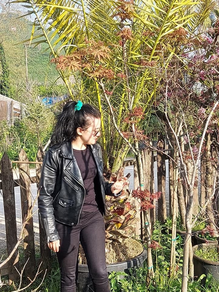Acer palmatum Bloodgood Boy 220-250 cm-Gövde Çevresi 8-12 cm
