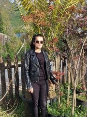Acer palmatum Bloodgood Boy 220-250 cm-Gövde Çevresi 8-12 cm