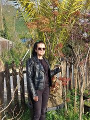 Acer palmatum Bloodgood Boy 220-250 cm-Gövde Çevresi 8-12 cm