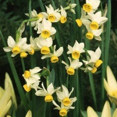 Narcissus tazetta - Nergis Kokulu-Canlı Bitki
