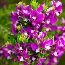 Polygala Myrtifolia Poligala Çiçeği Süt Otu, 50 cm, Saksıda