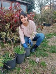 Polygala Myrtifolia Poligala Çiçeği Süt Otu, 50 cm, Saksıda