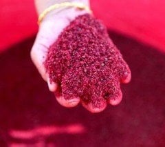 Sumak Fidanı 150 cm-4- 5  Yaş