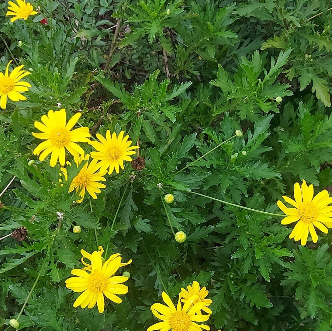 Euryops Pectinatus- Sarı Papatya Fidanı-Üzeri Bol Çiçekli
