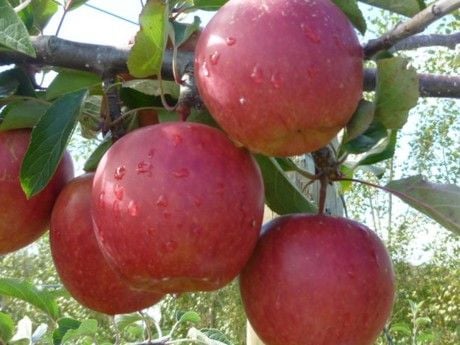 Elma (Braeburn) Fidanı (Tam bodur)
