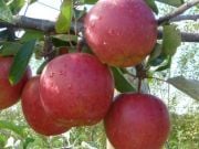 Elma (Braeburn) Fidanı (Tam bodur)