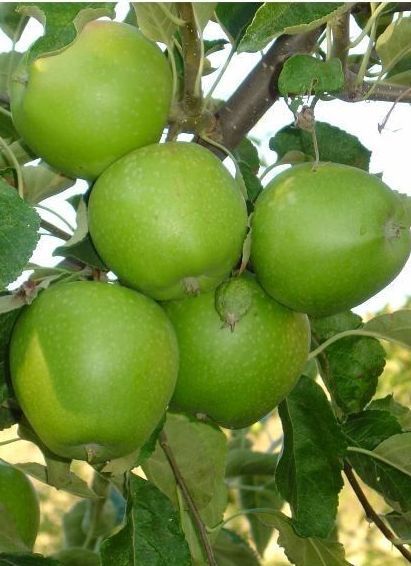 Elma (Granny Smith) Fidanı (Yarı Bodur)