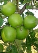 Elma (Granny Smith) Fidanı (Yarı Bodur)