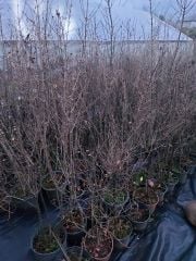 Ligustrum Jap Texanum Var-Alaca Yaprak Ligustrum Fidanı-150-200 cm