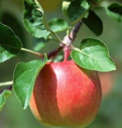 Demir Elması Fidanı-5-7 Yaş-220-250 cm-Gövde Çapı 8-10 cm