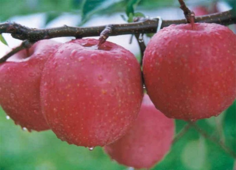 Elma (Fuji Kuki) Fidanı (Tam bodur)