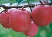Elma (Fuji Kuki) Fidanı (Tam bodur)