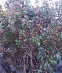 Viburnum Tinus (Defne Yapraklı Kartopu) Fidanı-100-150 cm