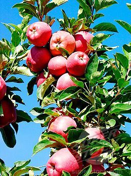 Elma (Red Chief) Fidanı (Yarı Bodur) 130 cm