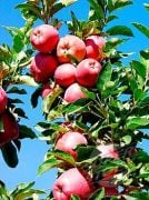 Elma (Red Chief) Fidanı (Yarı Bodur) 130 cm