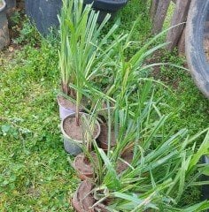 Vallisneria Spiralis-Saz Bitkisi