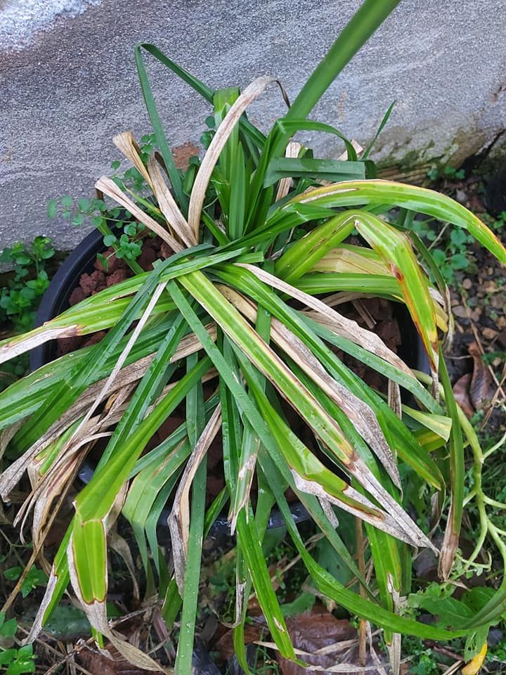 Vallisneria Spiralis-Saz Bitkisi