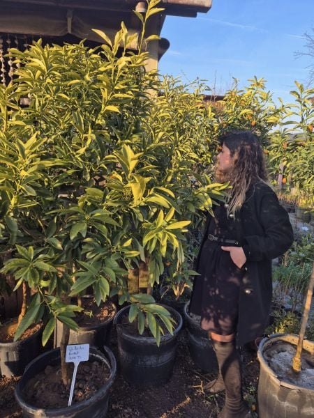 Kamkat Fidanı Bol Meyveli 10 Yaş