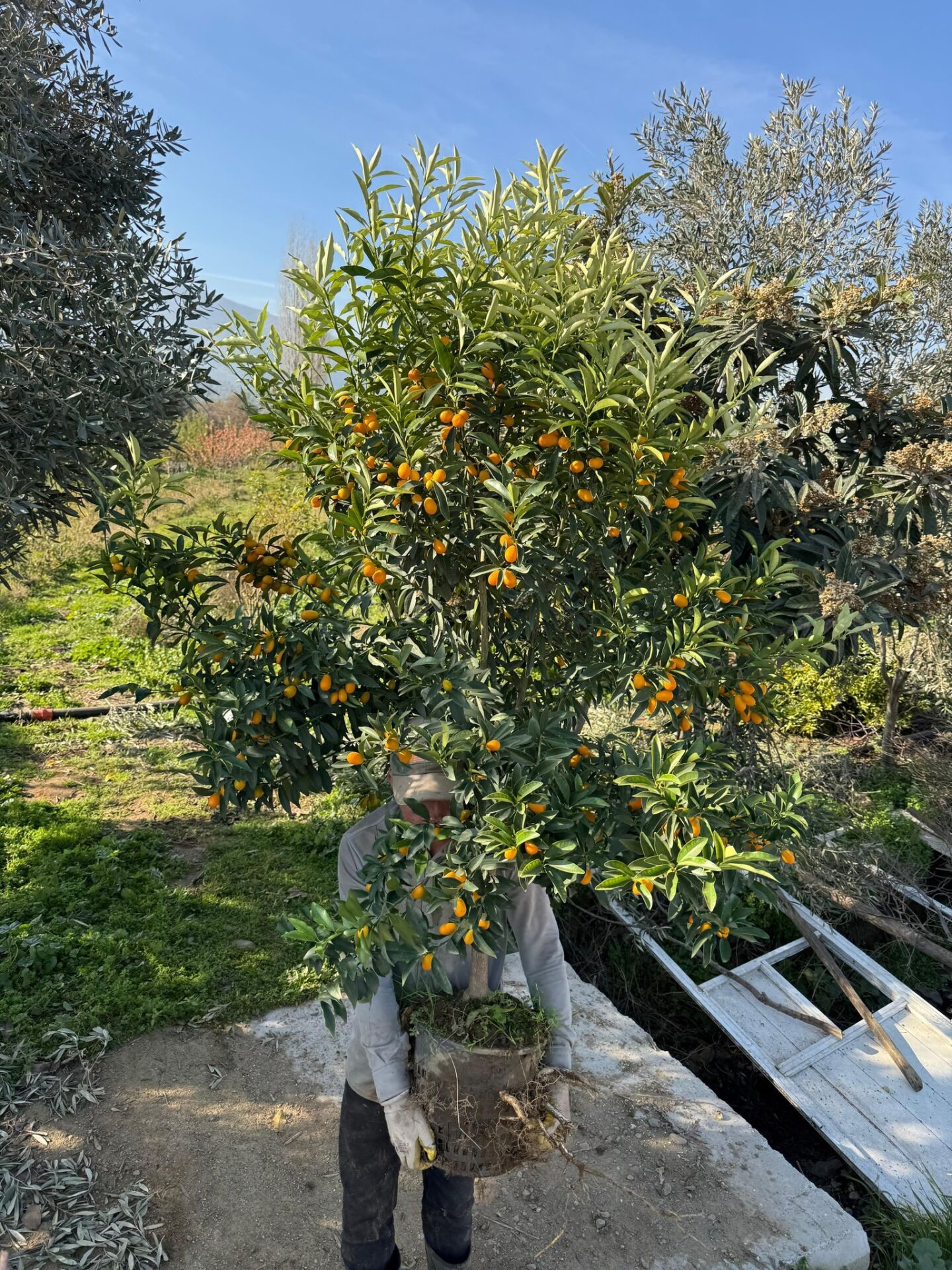 Kamkat Fidanı Bol Meyveli 10 Yaş