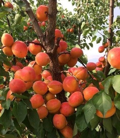 Perfect Red Kayısı Fidanı-7-8 Yaş, 230-250 cm-Gövde Çapı 12-16 cm