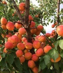 Perfect Red Kayısı Fidanı-7-8 Yaş, 230-250 cm-Gövde Çapı 12-16 cm
