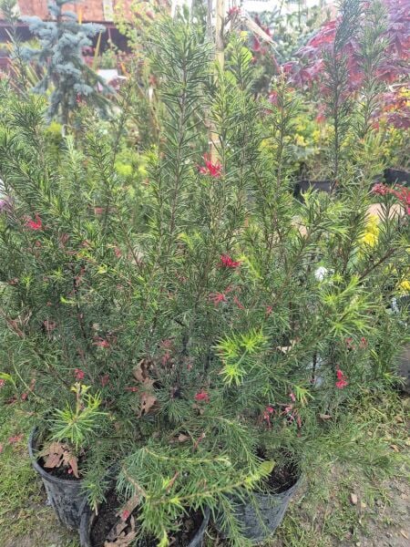 Grevillea Çalısı 120 cm-Gelişmiş-Bol Çiçek Açan Özel Damızlık Bitki