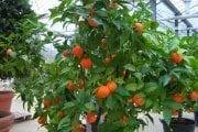 Calamondin Orange Süs Mandalinası Fidanı 5-6 Yaş
