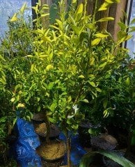 Calamondin Orange Süs Mandalinası Fidanı 5-6 Yaş