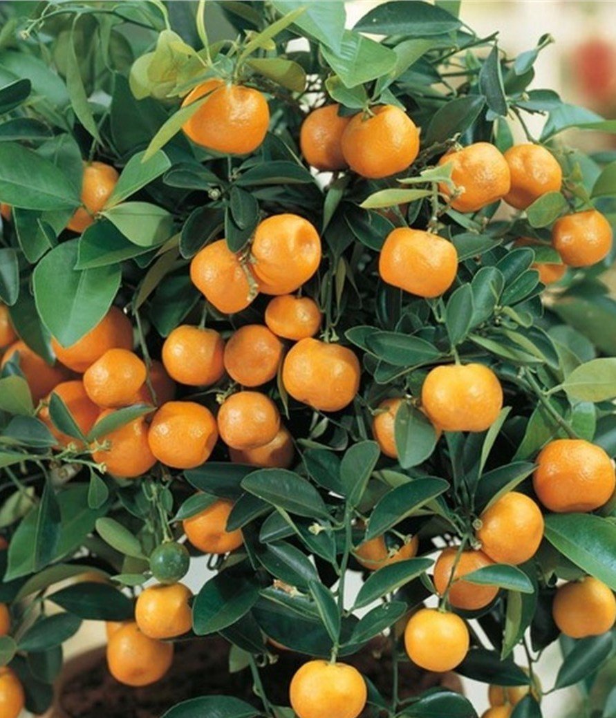 Calamondin Orange Süs Mandalinası Fidanı 5-6 Yaş