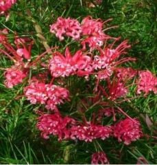 Grevillea Çalısı 120 cm-Gelişmiş-Bol Çiçek Açan Özel Damızlık Bitki