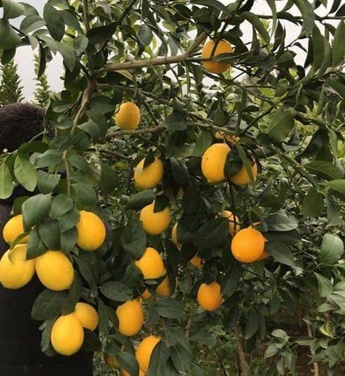 Mayer Limon Gelişmiş 8-10 Yaş 200-250 cm