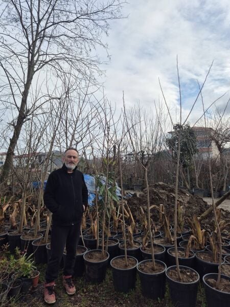 Pawpaw-Asimina Triloba Fidanı 5 Yaş 170-200 cm