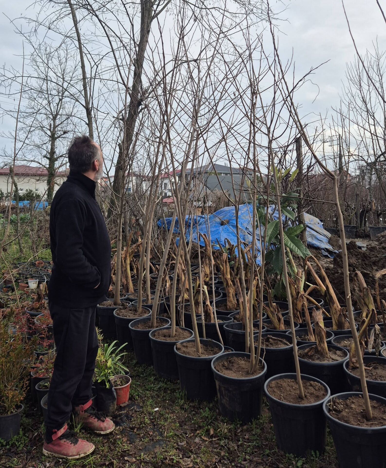 Pawpaw-Asimina Triloba Fidanı 200-240 cm-8 Yaş-Gövde Çevresi 10-15 cm