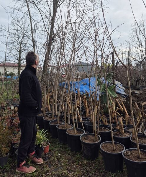 Pawpaw-Asimina Triloba Fidanı 200-240 cm-8 Yaş-Gövde Çevresi 10-15 cm