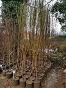 Nektarin ( Beyaz Nektarin) Fidanı 7-8 Yaş-220-250 cm-Gövde Çevresi 12-16 cm