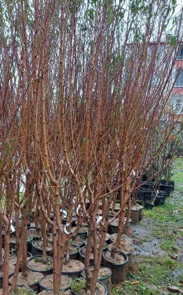 Nektarin ( Beyaz Nektarin) Fidanı 7-8 Yaş-220-250 cm-Gövde Çevresi 12-16 cm