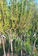 Badem Teksas Fidanı 7-8 Yaş 230-250 cm-Gövde Çevresi  12-14 cm