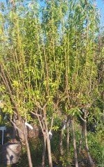 Badem Teksas Fidanı 7-8 Yaş 230-250 cm-Gövde Çevresi  12-14 cm