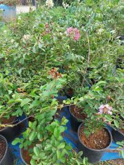 Lagerstroemia indica-Oya Ağacı 80-120 cm